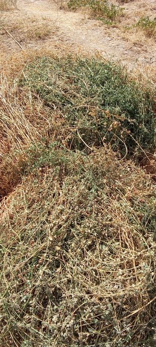 Беда поя, курутилган нон.