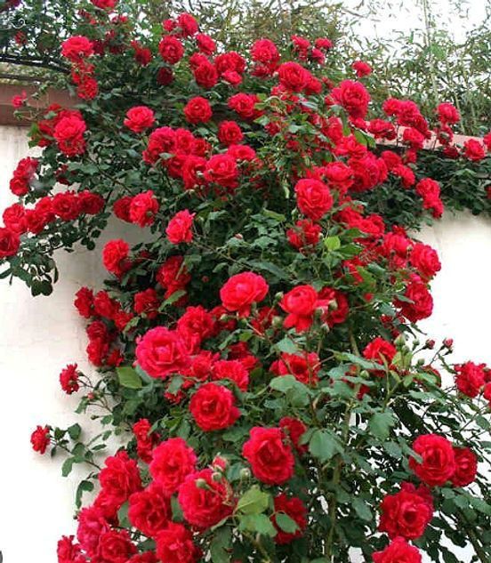 Vând puieți de smochini la ghiveci și trandafiri cataratori