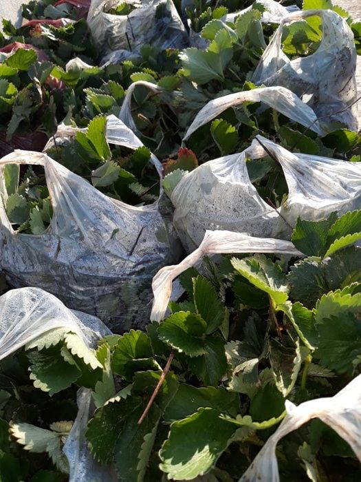 Rasad stoloni Capsuni remontant Albion