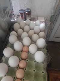 Гъши яйца за Великден