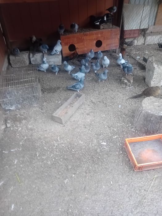 Vand tot ce se vede in poze