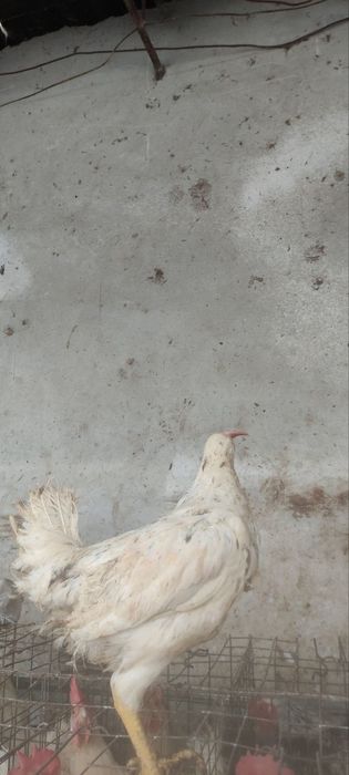 Сенди жужалари  сотилади