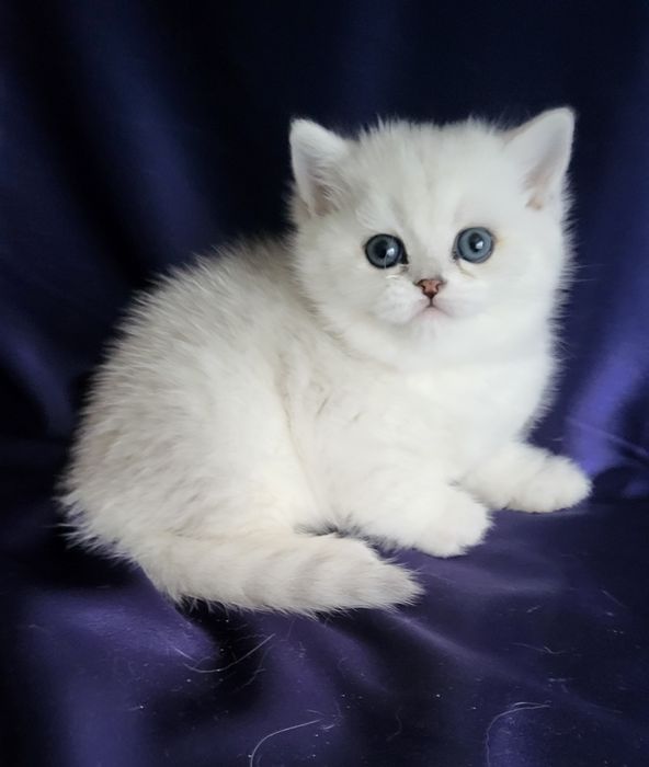 Серебристые шиншиллы