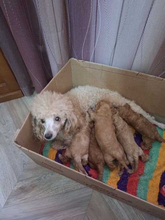 Карликовый пудель