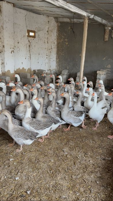 Крупные серий гуси Goz гозлар сотилади