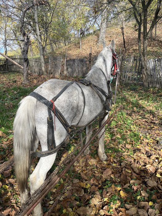 Cal de vanzare de padure sau pentru un om batran