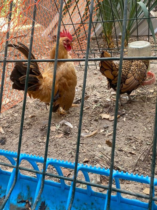 Sirama va zolotoya sibrayt degan paroda