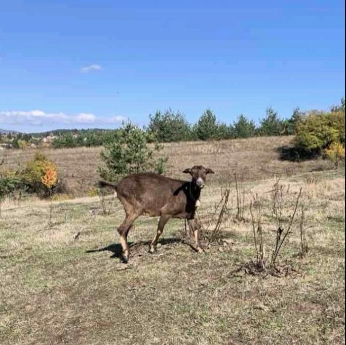 Продавам кози и пръч