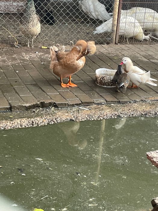 Rațe mandarine 2025