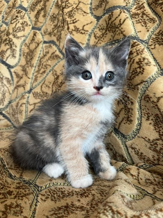 Отдам котят в добрые руки