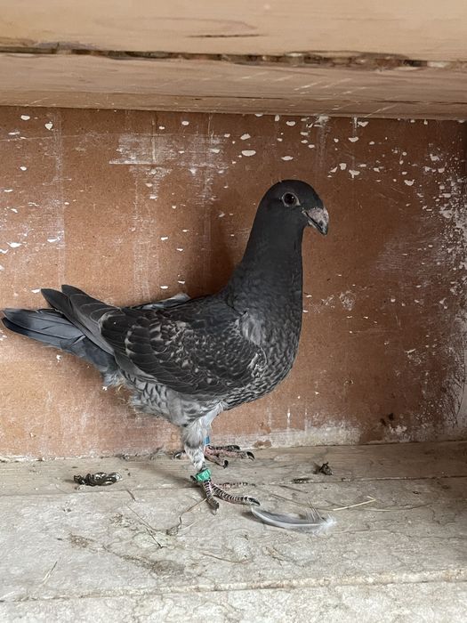 Vand  voiajori germani, pui. (simi)