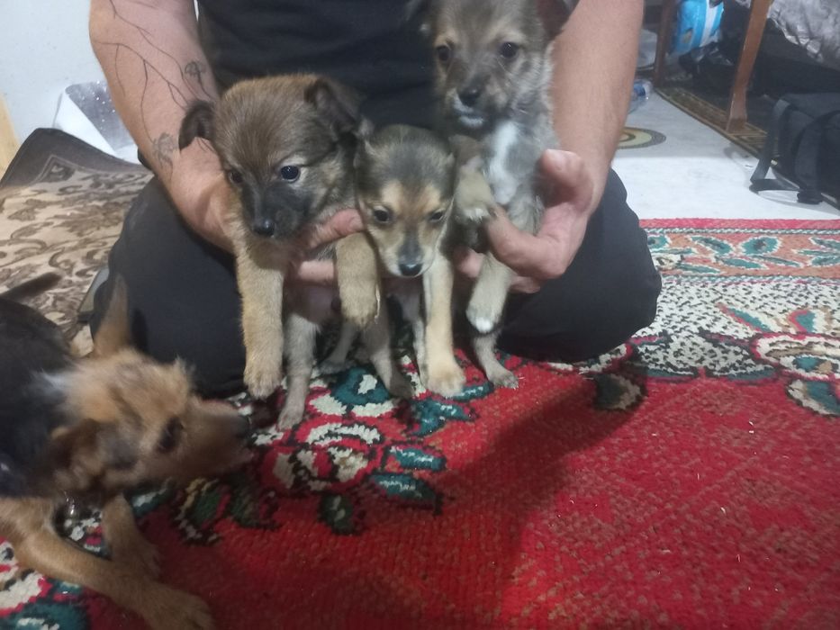 Отдам бесплатно.