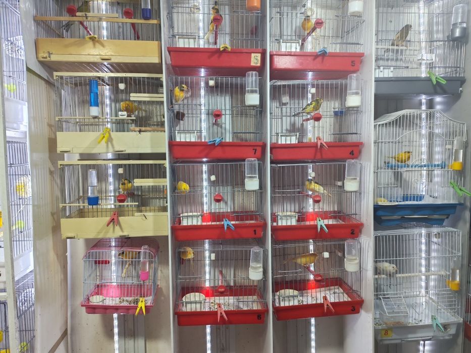 Канарейки самки самцы