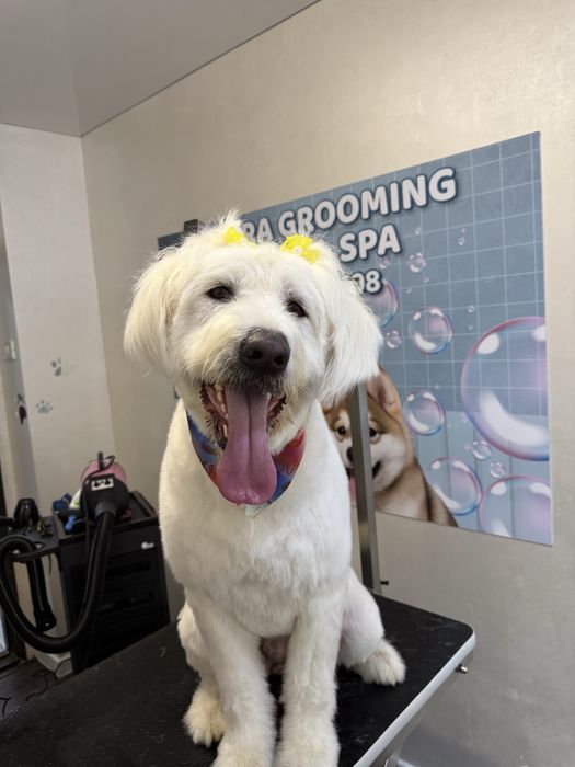 Salon canin Galati / Frizerie canina /Frizer animale de companie