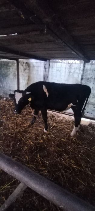 Vând  tauri. Crescuți natural