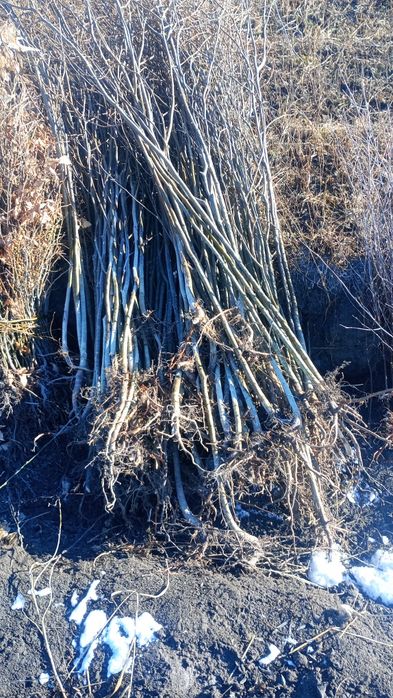 puieți forestieri pentru ampadurire pentru terenurile degradate