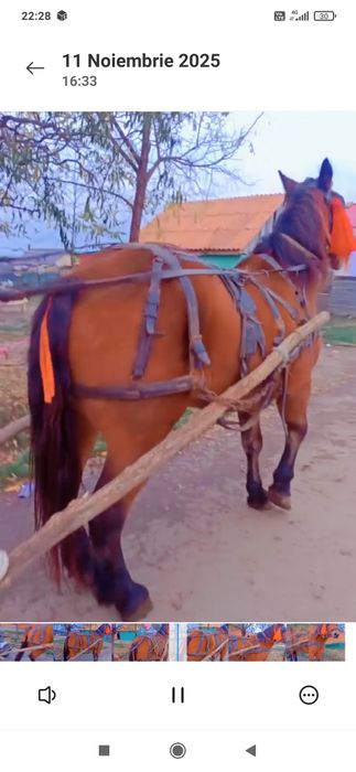 Vând sau schimb iapă de cinci ani jumate merge foarte bine la căruță