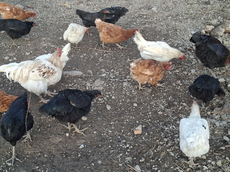 Товуклар_сотилади_23дона_100000 сумдан