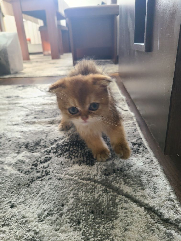 Продаются котята скоттиш фолд