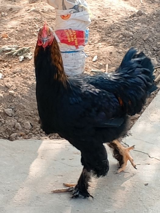 Brama xoʻroz va damashniy oq xoʻroz sotiladi