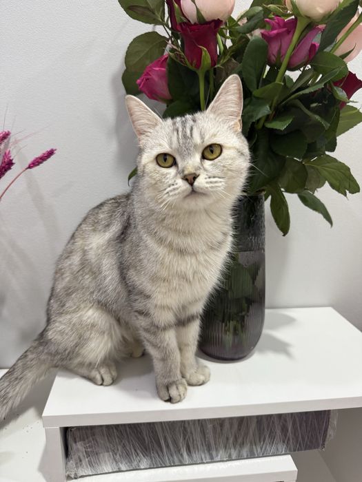 Отдам даром  кошку шотладнскую