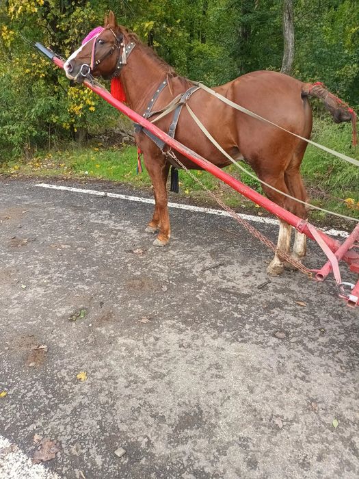 Vând un cal castrat cuminte de 3 ani jumate