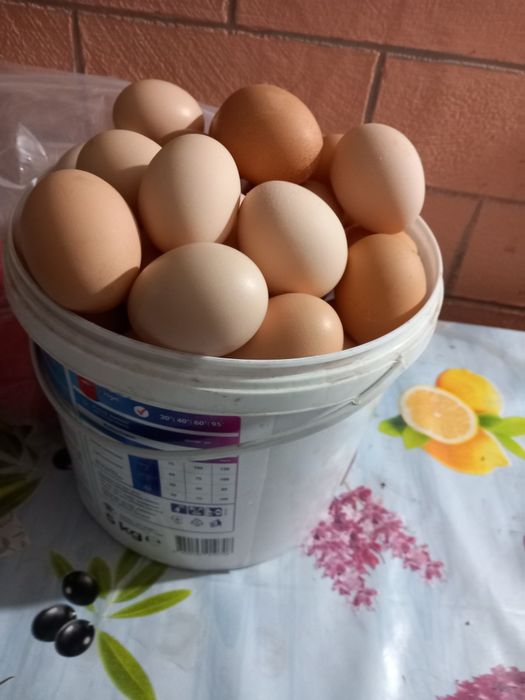 Vând ou de casă,pentru incubat sau pentru consum!