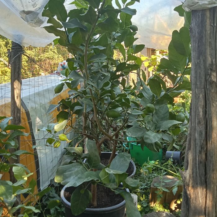 Vând dafinii și niște lamai (citiți descrierea)!!