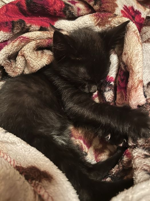 Ласковый котенок ищет дом