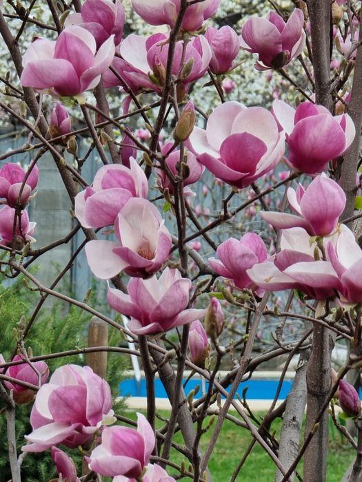Магнолия  дерево  очень красивое взрослое лет