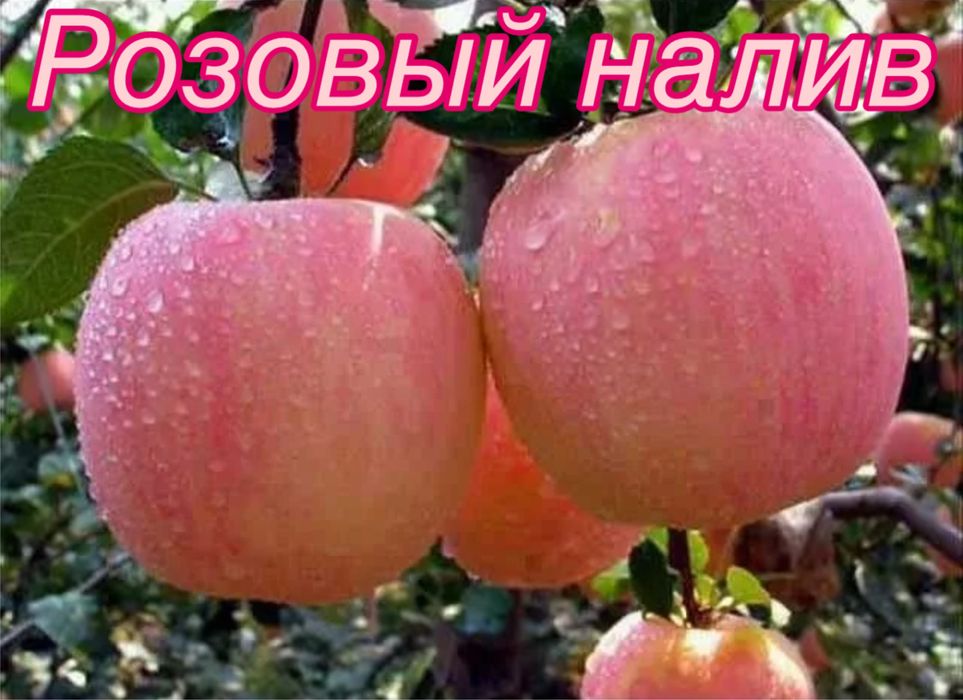 Саженцы яблонь местные