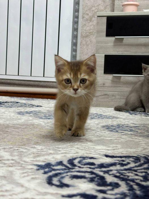 Очаровательные котята ищут дом