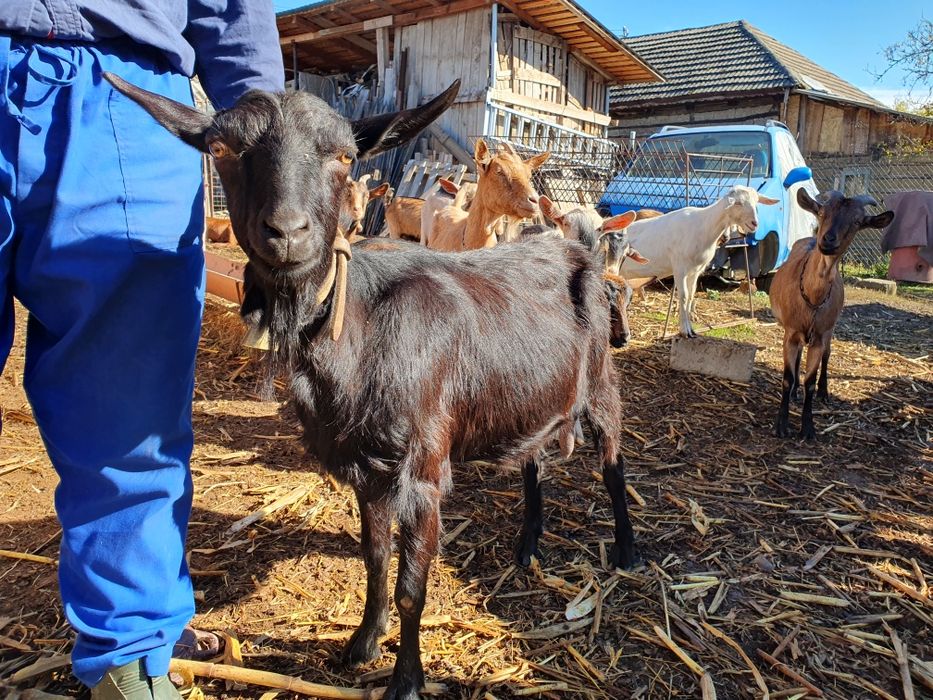 Vând capră metis alpina franceza,  a doua fătare,  sau schimb