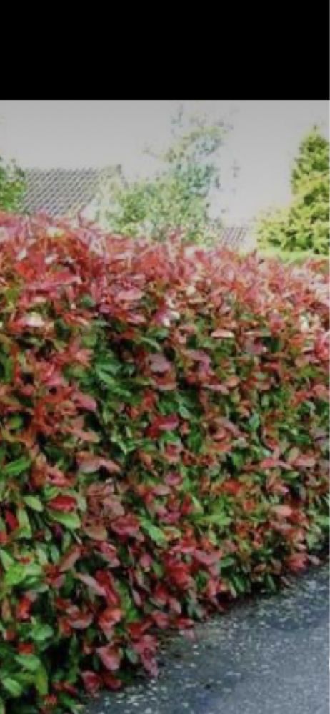 Gard din photinia red robin si plante