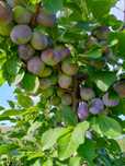 Prune ,,record,,de vânzare