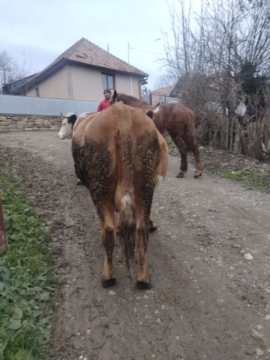 Vând vacă gestanta,in luna a șaptea