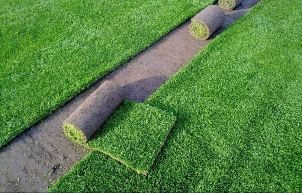 Gazon rulou sport plante ornamentale oriunde in tara