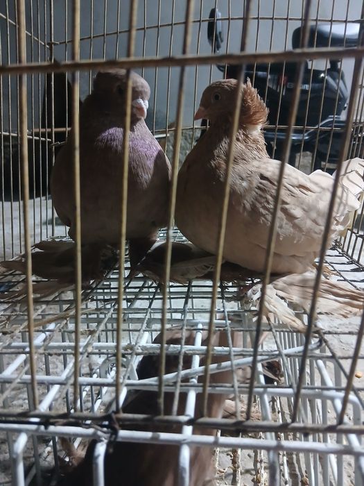 Продам голубей красный и желтый