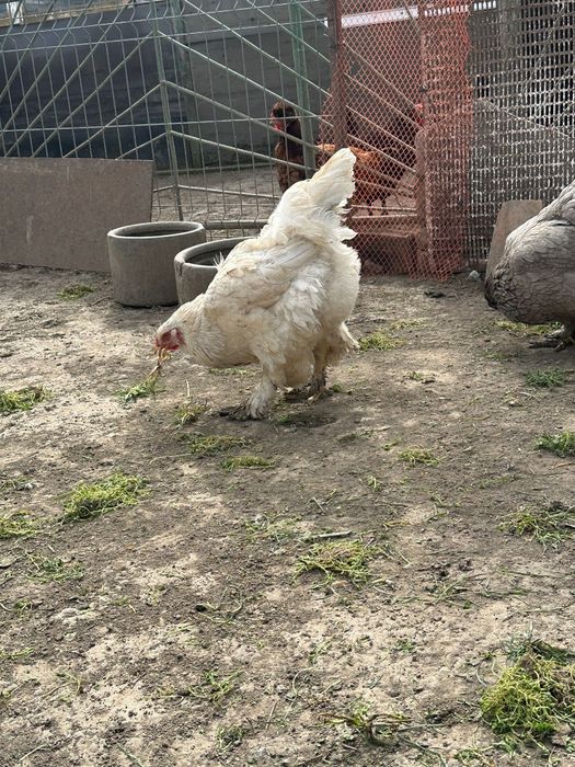 Oua brahma disponibile