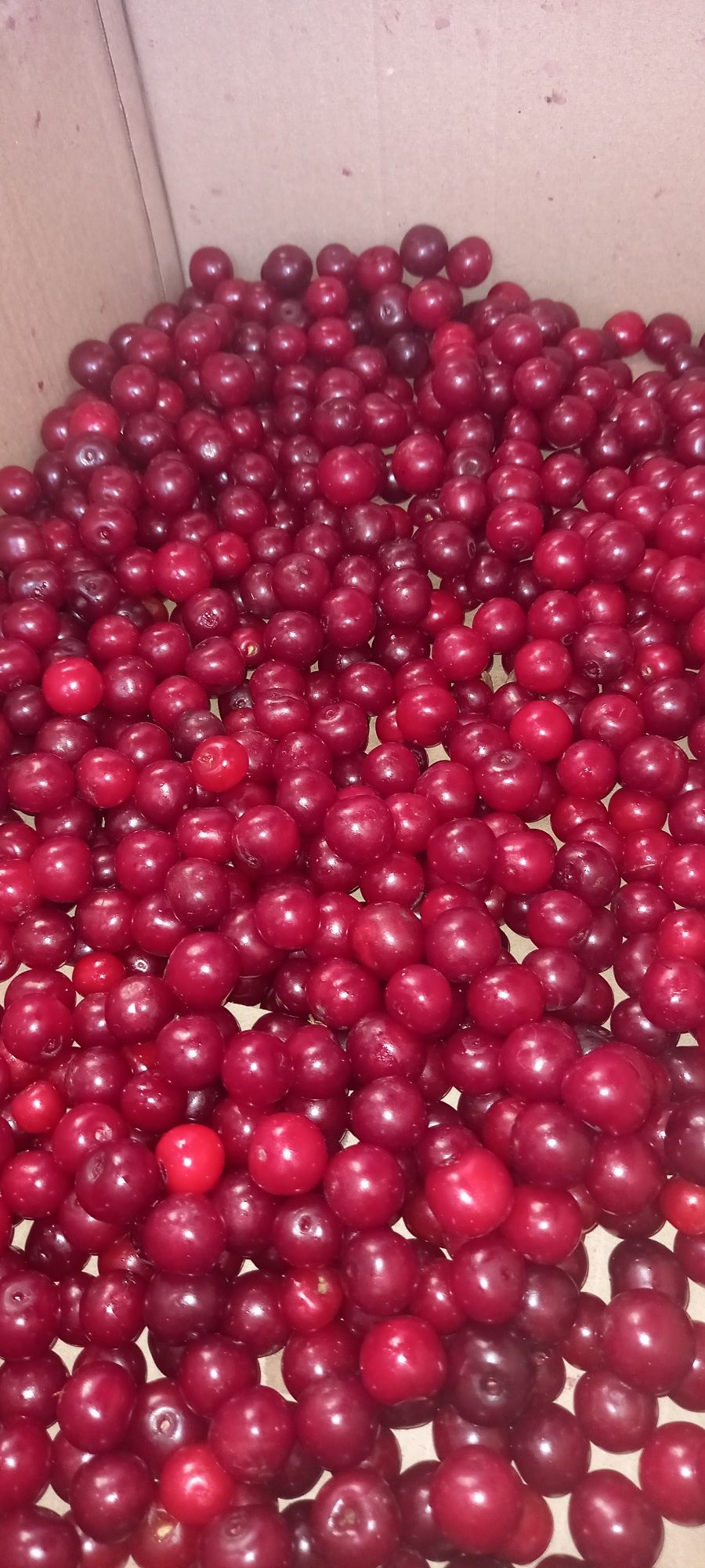 Продам вишню крупную