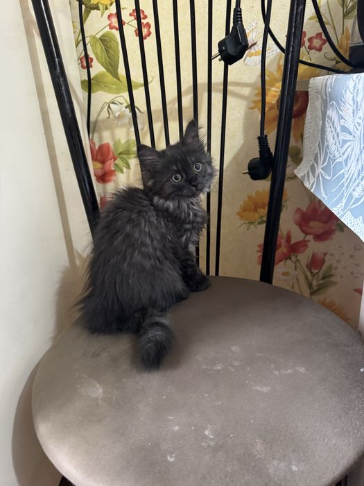 Отдам котенка черный