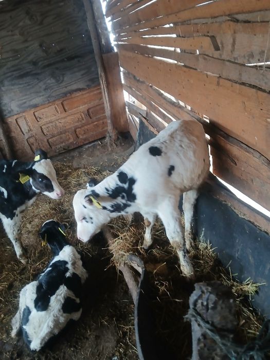 Vând 3 tauras de 2luni