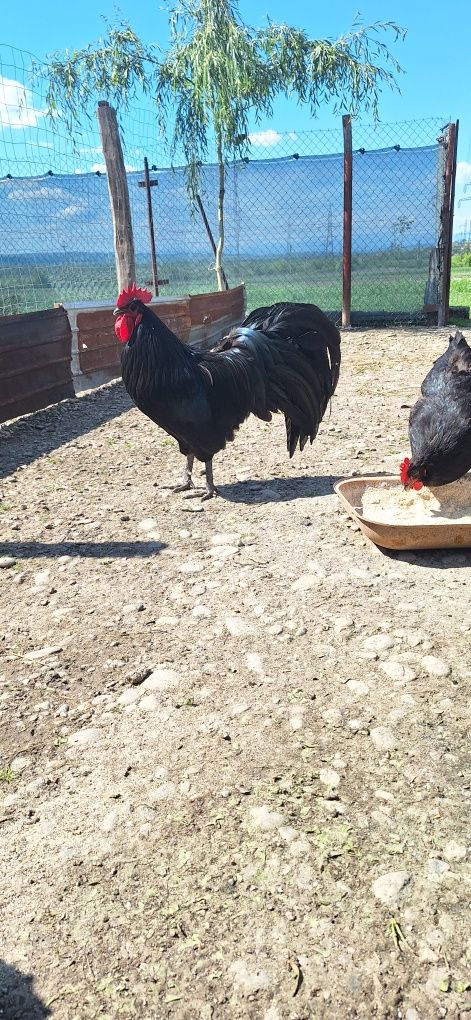 Vând gaini si cocosi de australorp