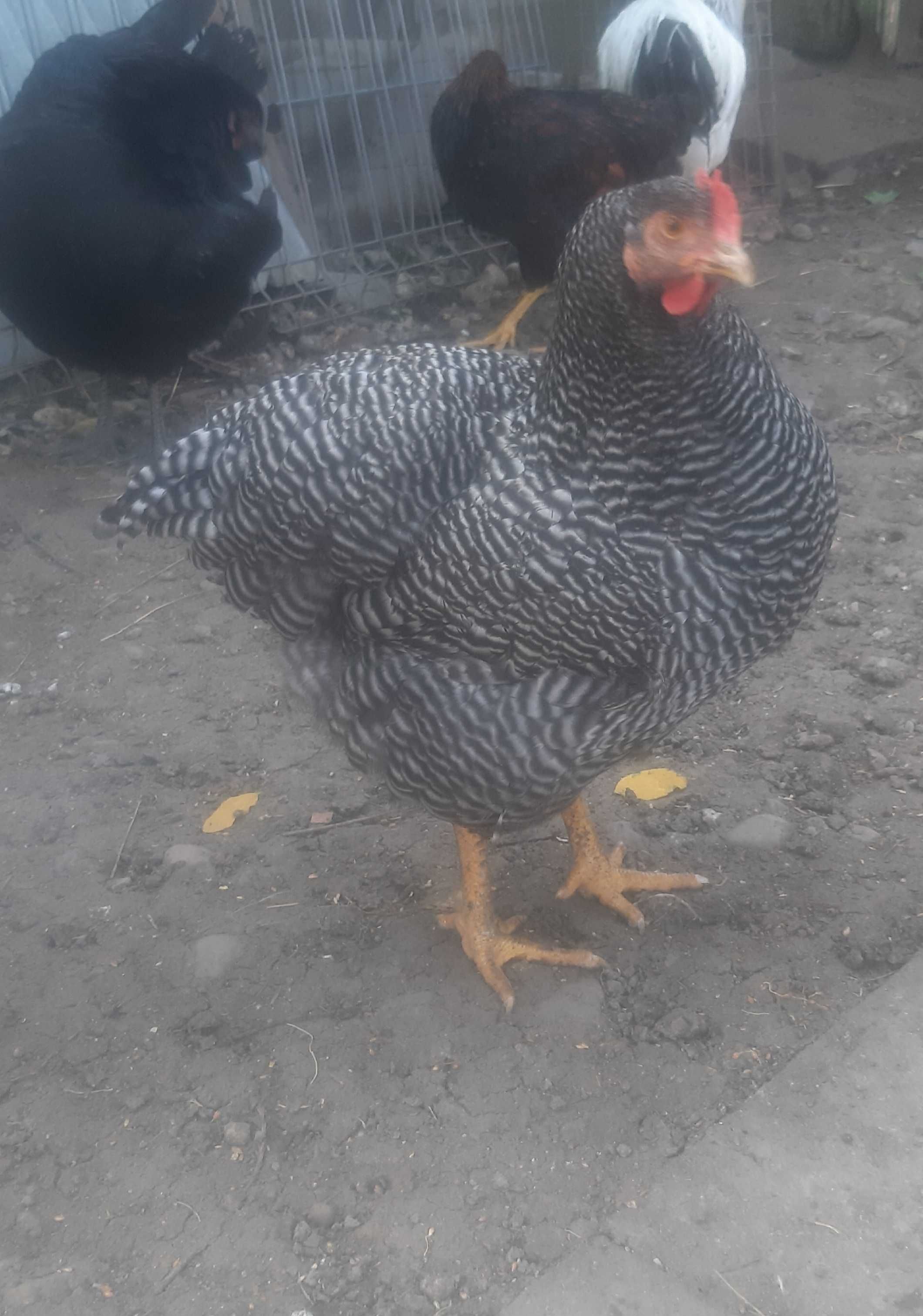 Oua Plymouth rock barat,wyandotte și australorp