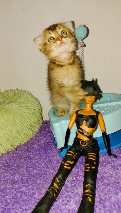 Шотландский котёнок 4 Мес мальчик