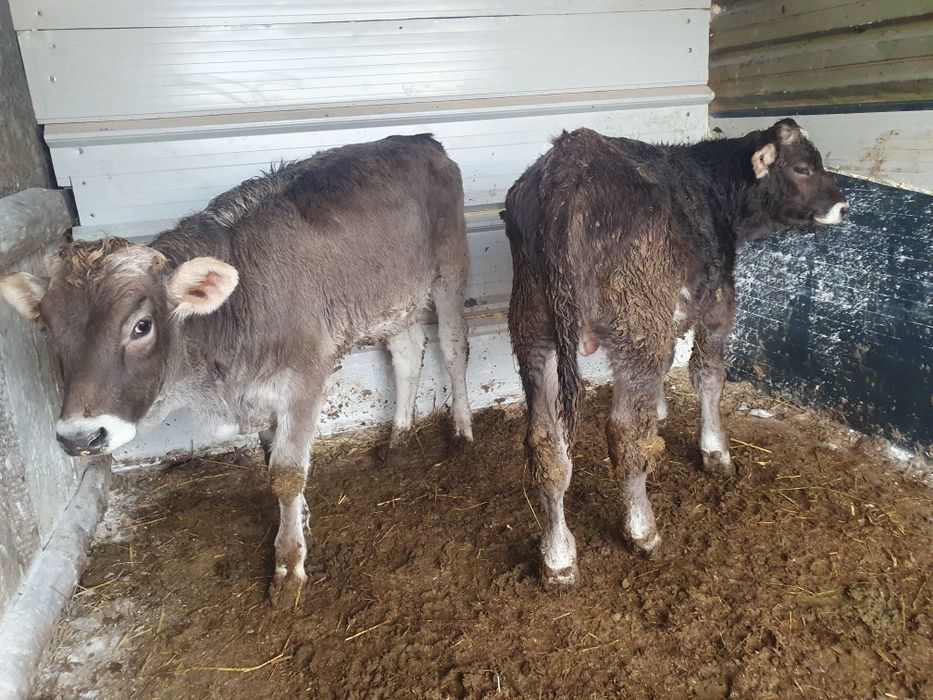 Vand vitei si o juninca brune