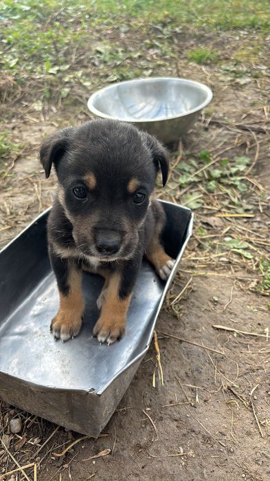 Puiuți de câine metis spre adopție