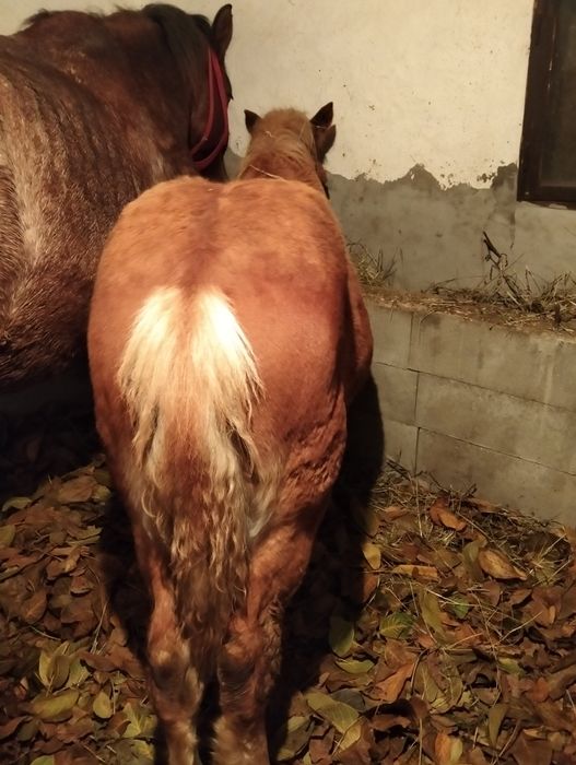 Mînz de vînzare urgent