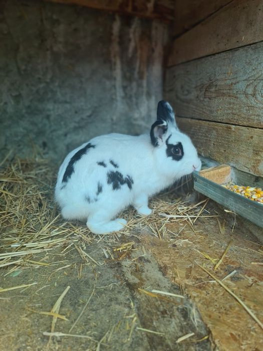 Vand iepuri urias de transilvania, fluture german și cap de leu pitic