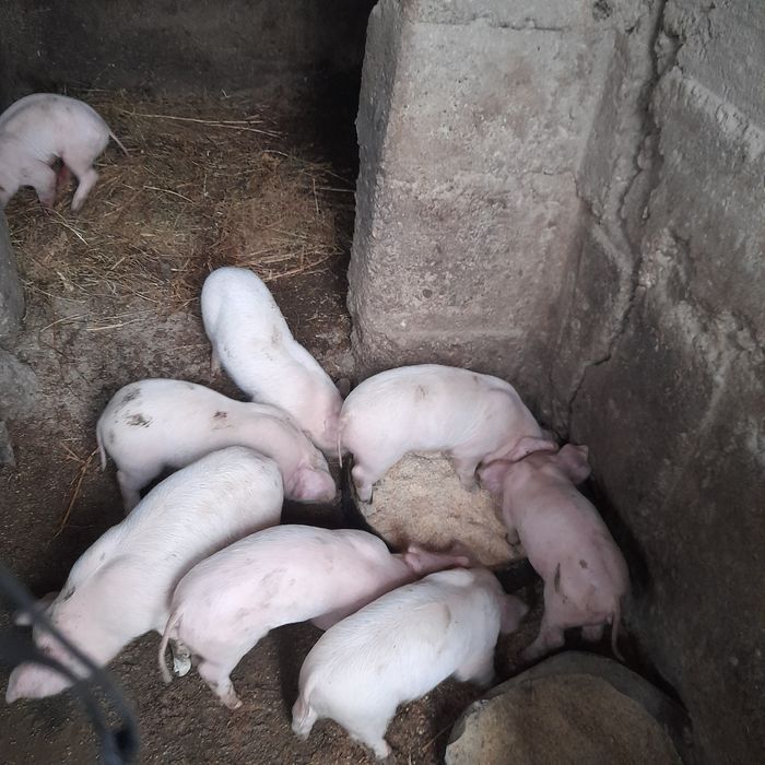 Flori , păsări, plante și animale pregătite pentru o casă nouă